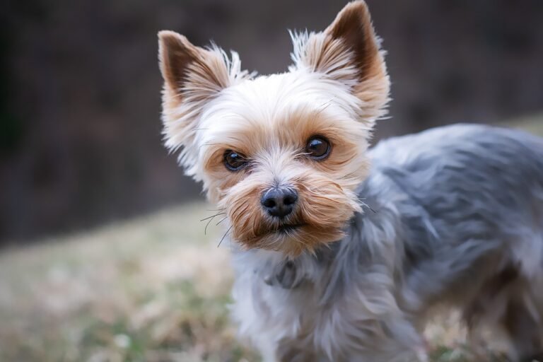 25 Brain Games for Dogs