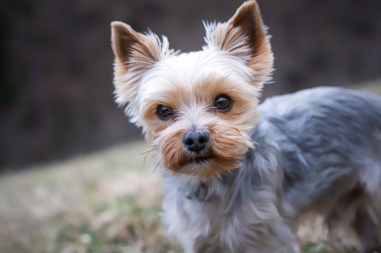 25 Brain Games for Dogs