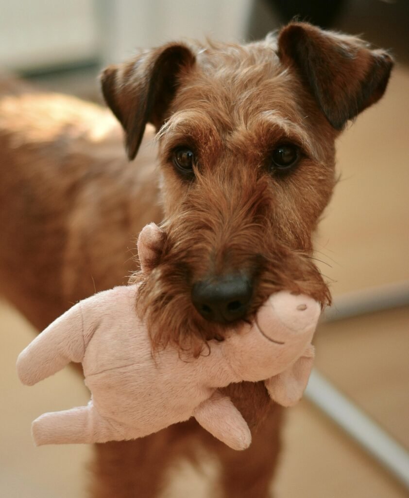 Toy Pick-Up - 25 Brain Games for Dogs