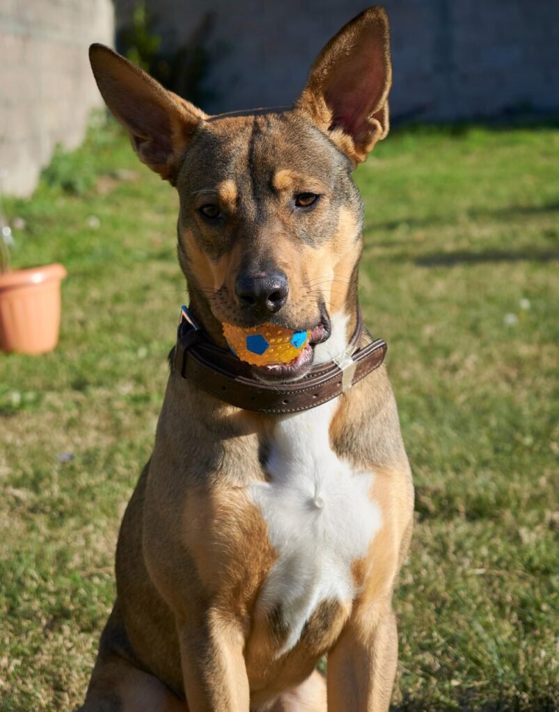 Follow the Leader - 25 Brain Games for Dogs