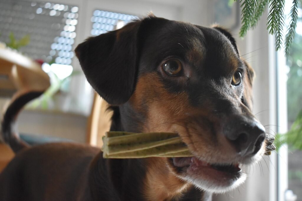 Towel Roll - 25 Brain Games for Dogs