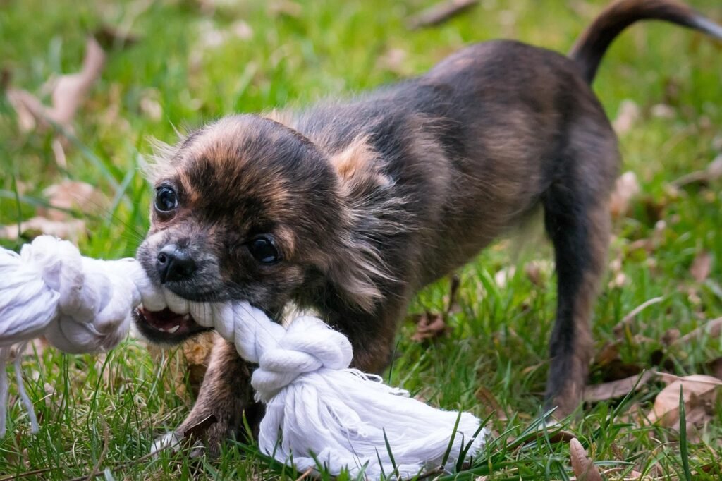 Fetch with a Twist - 25 Brain Games for Dogs