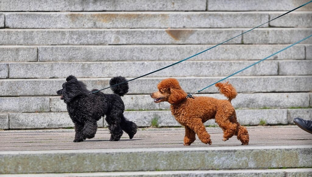 Scent Work - 25 Brain Games for Dogs