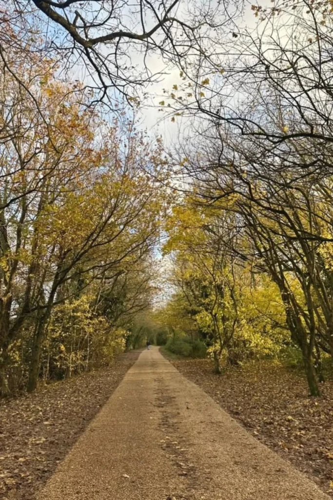 Gravel Path Under Trees