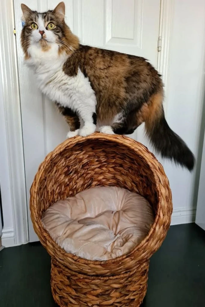 Basket Nook