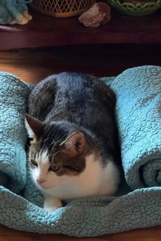 Blanket Bolster