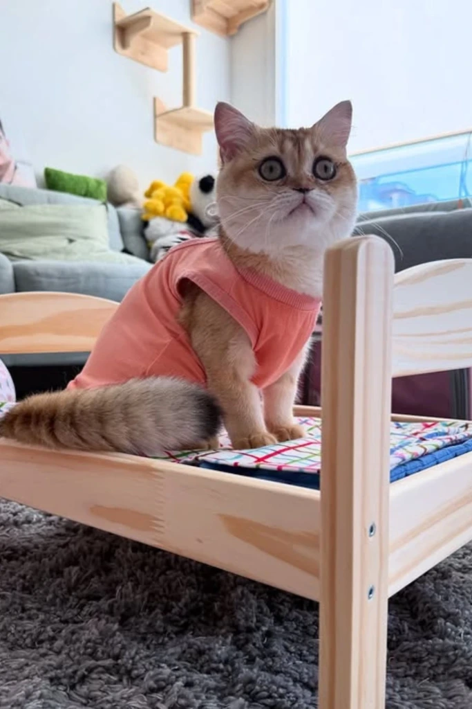 Mini Bed