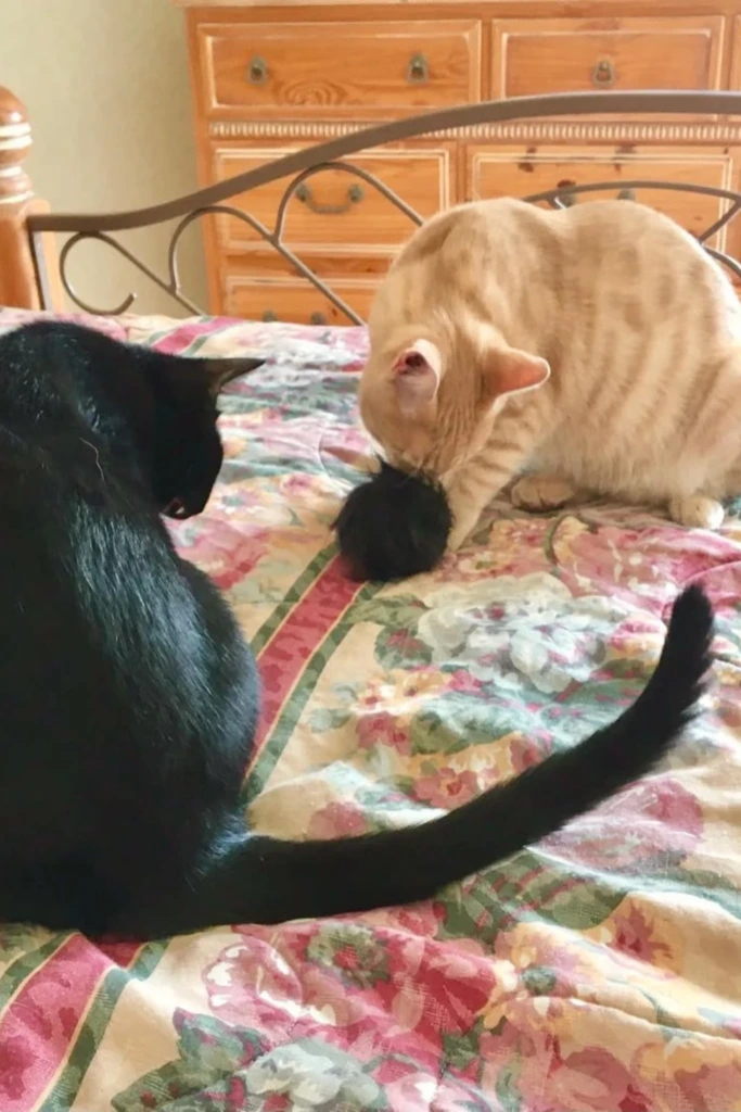 Fluffy Kick Ball