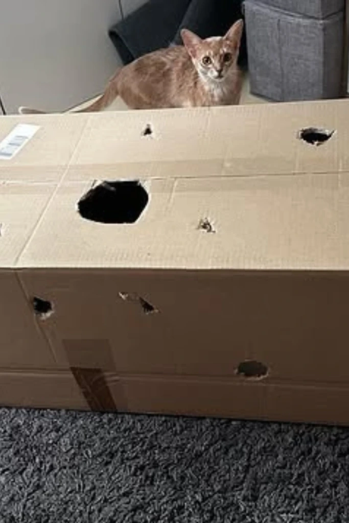 Giant Whack-a-Mole Box