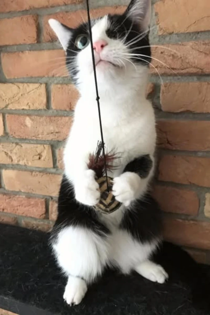 Feather Catch Toy