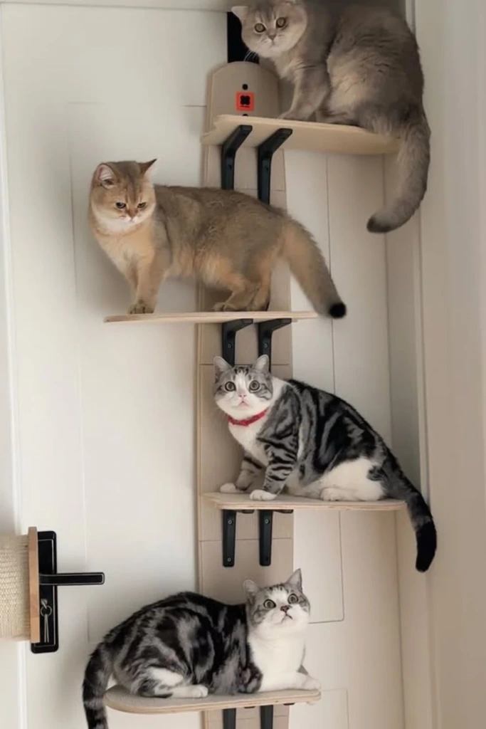 Wall Ladder