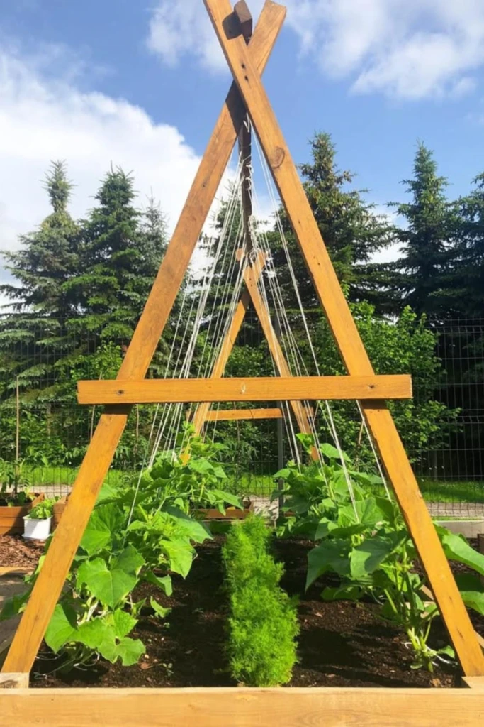 A-Frame Trellis