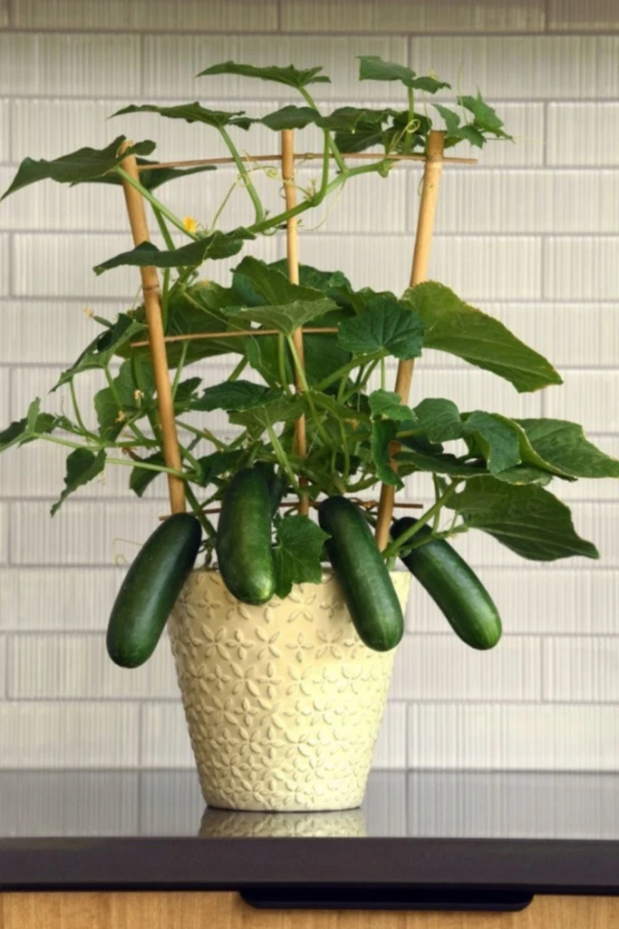 Compact Pot Trellis