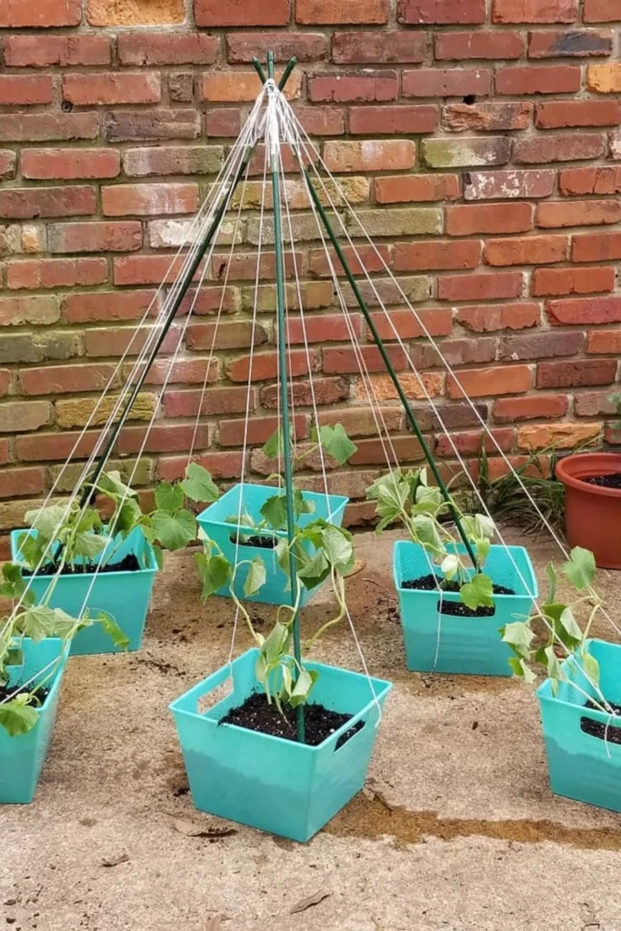 Basket Teepee Trellis