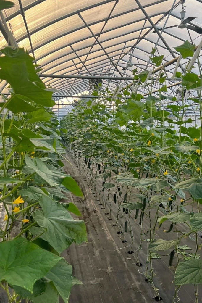 String Line Trellis