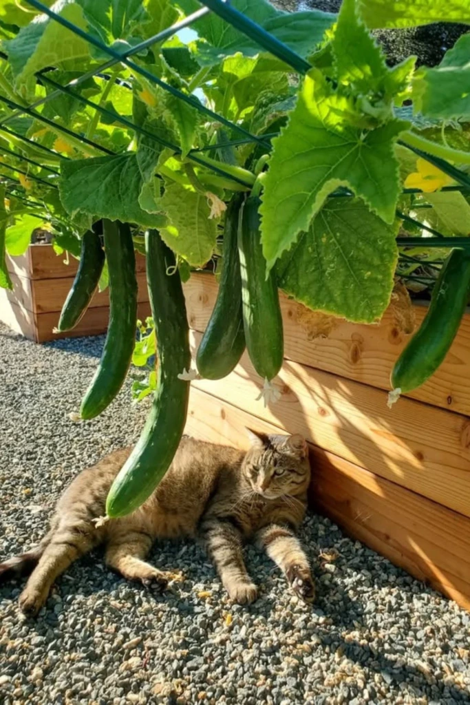 Angled Rail Trellis