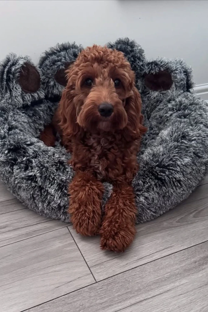 Plush Nest