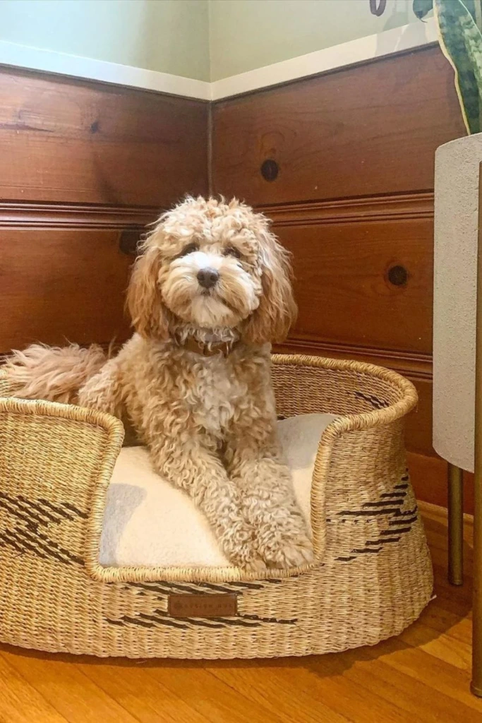 Woven Basket