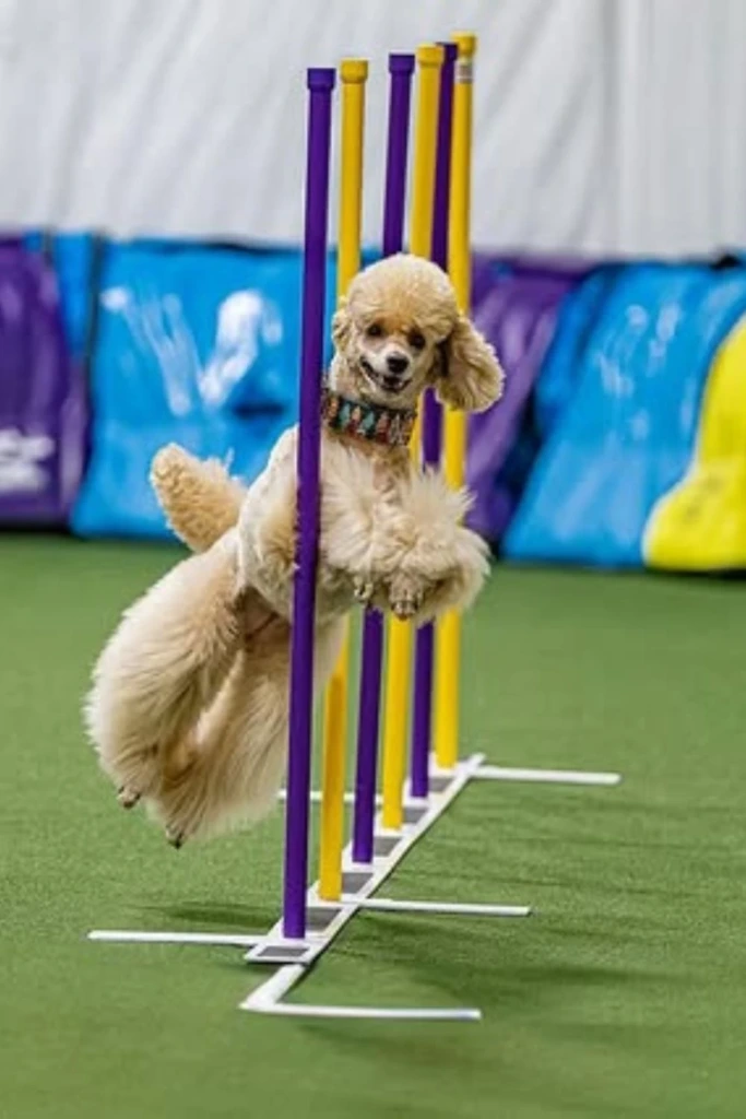 Weave Poles