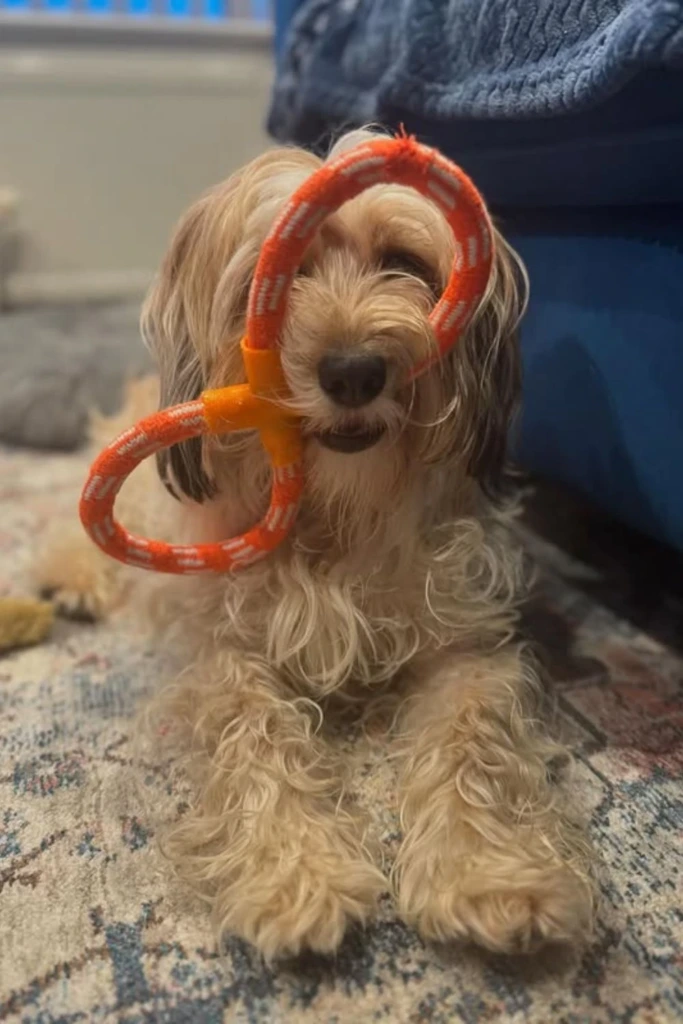 Loop Ring