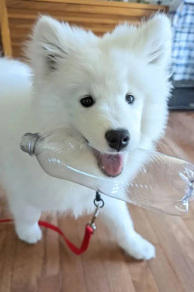 Bottle Chew