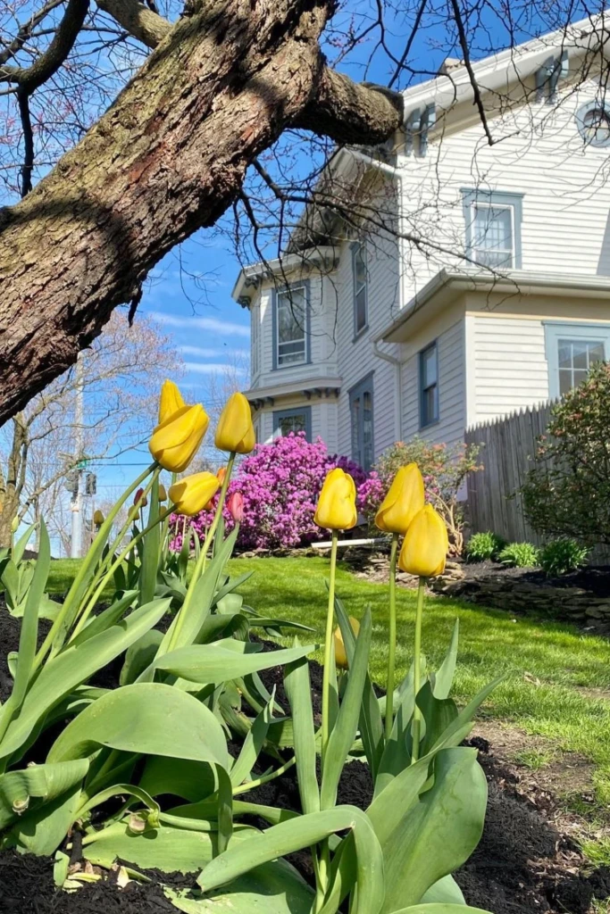 Yellow Tulip Patch