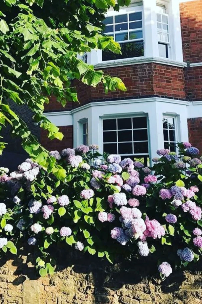 Hydrangea Wall Cover