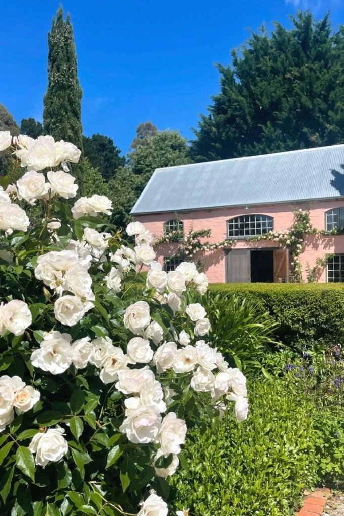 White Rose Hedge