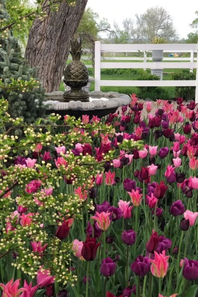Tulip Fountain Border