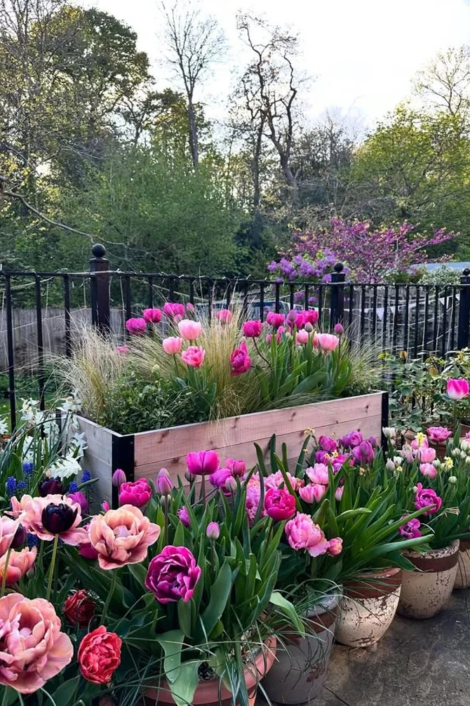 Layered Tulip Terrace