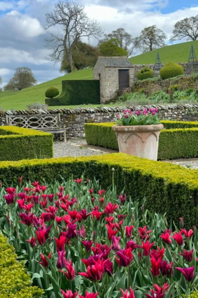 Formal Tulip Hedge
