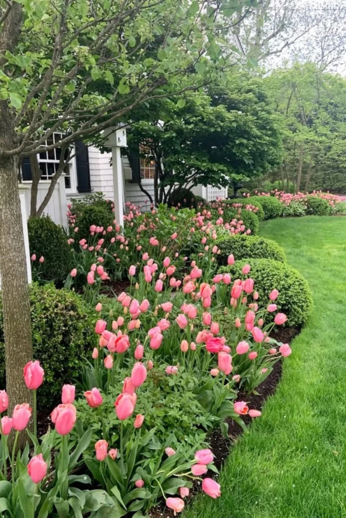 Pink Tulip Border