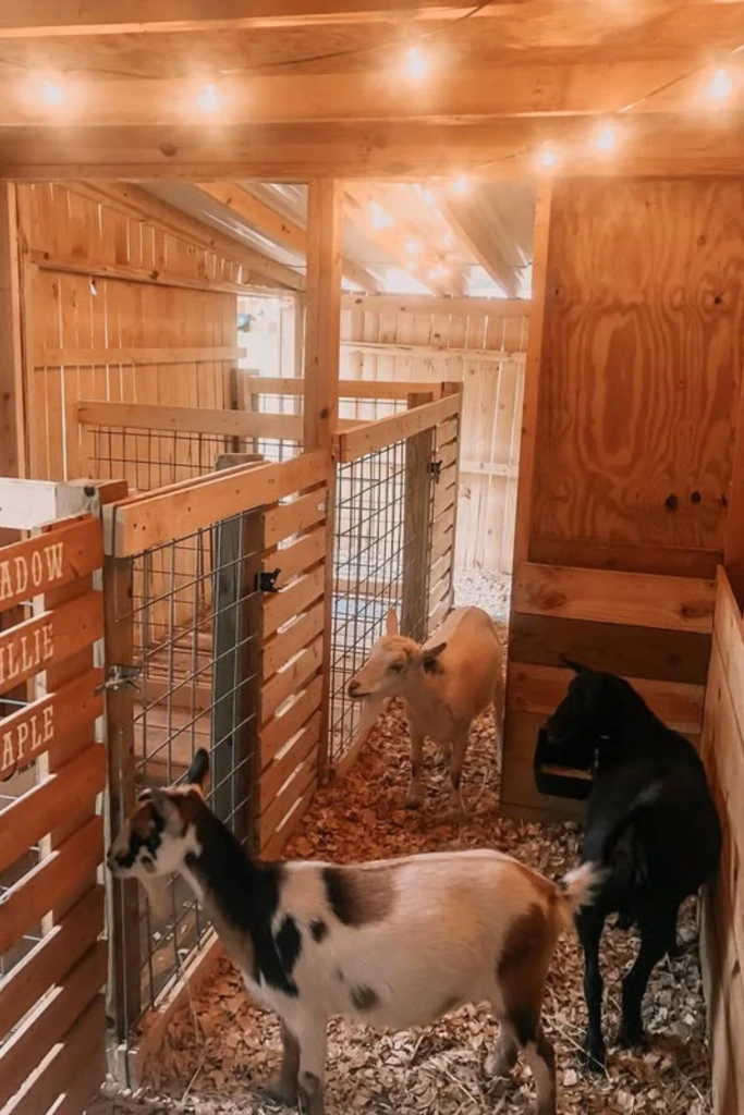 Stall Layout