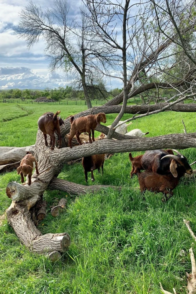 Fallen Logs