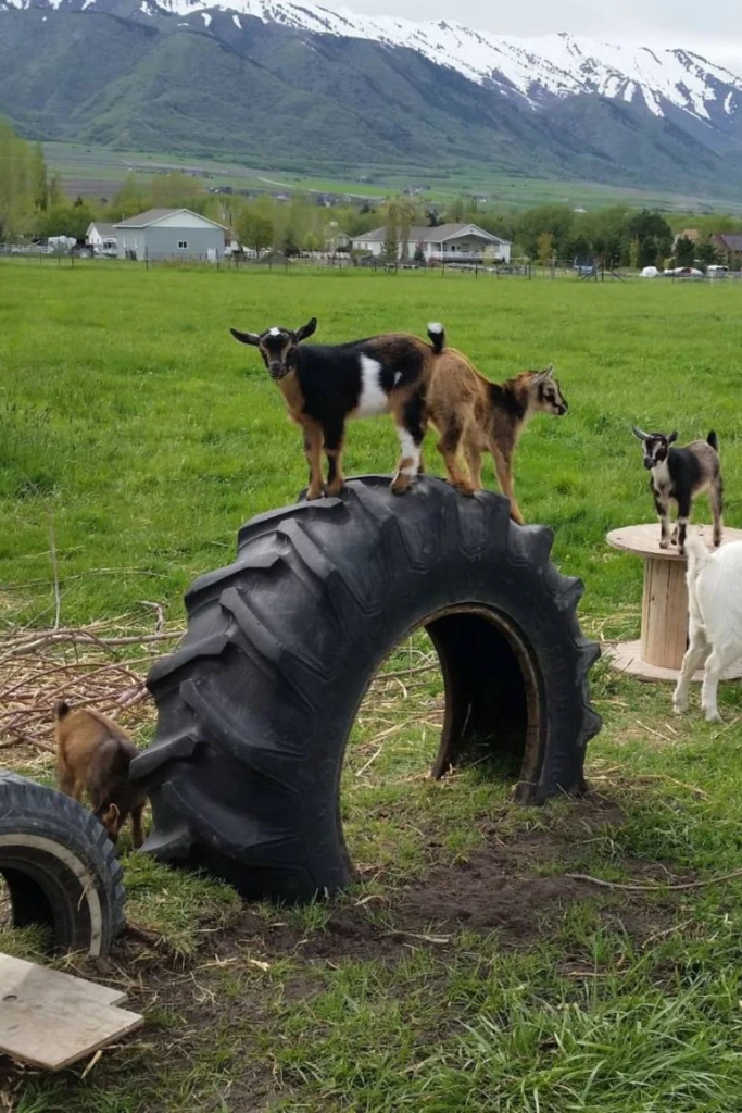 Tire Tunnel