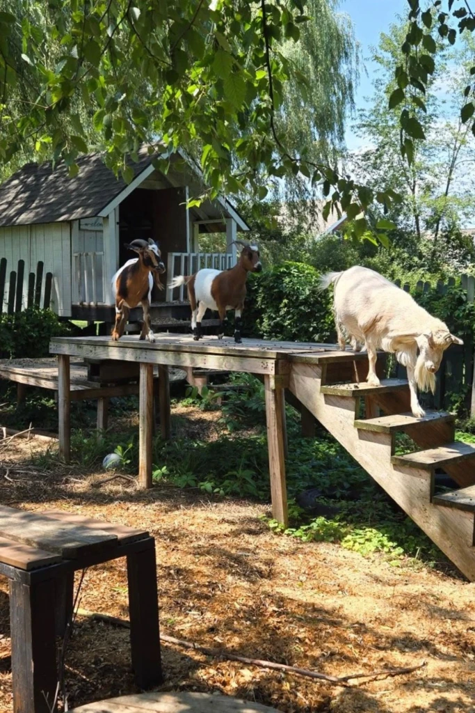 Raised Deck