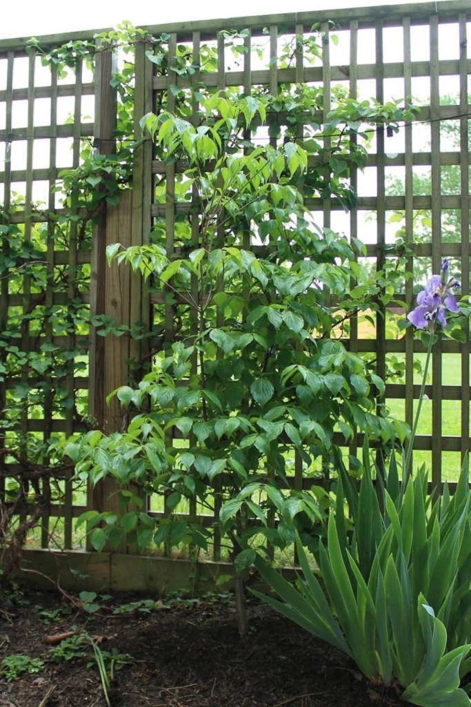 Garden Trellis Wall