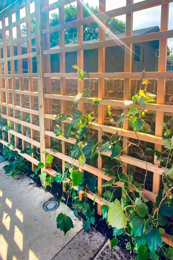 Cedar Trellis Line