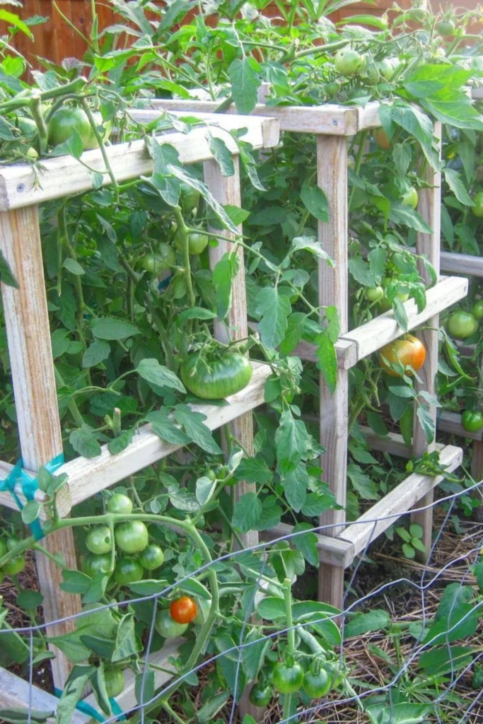Grid Trellis