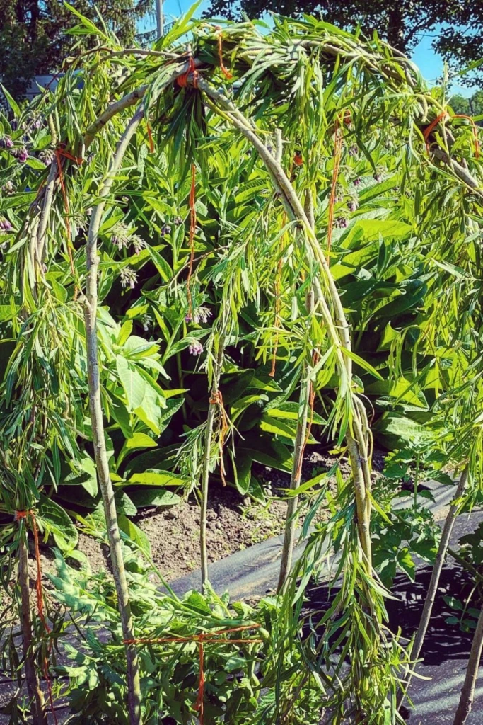 Willow Dome