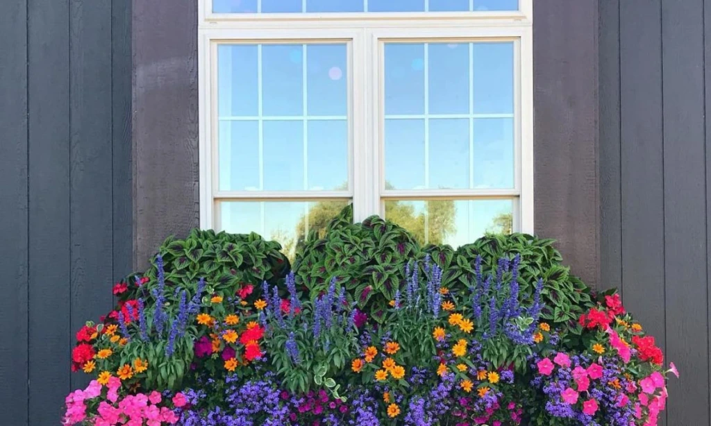 Window Box Planting Tips
