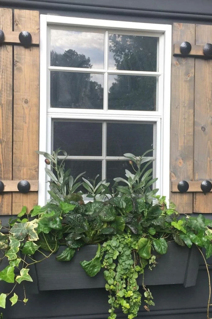 Ivy Elegance