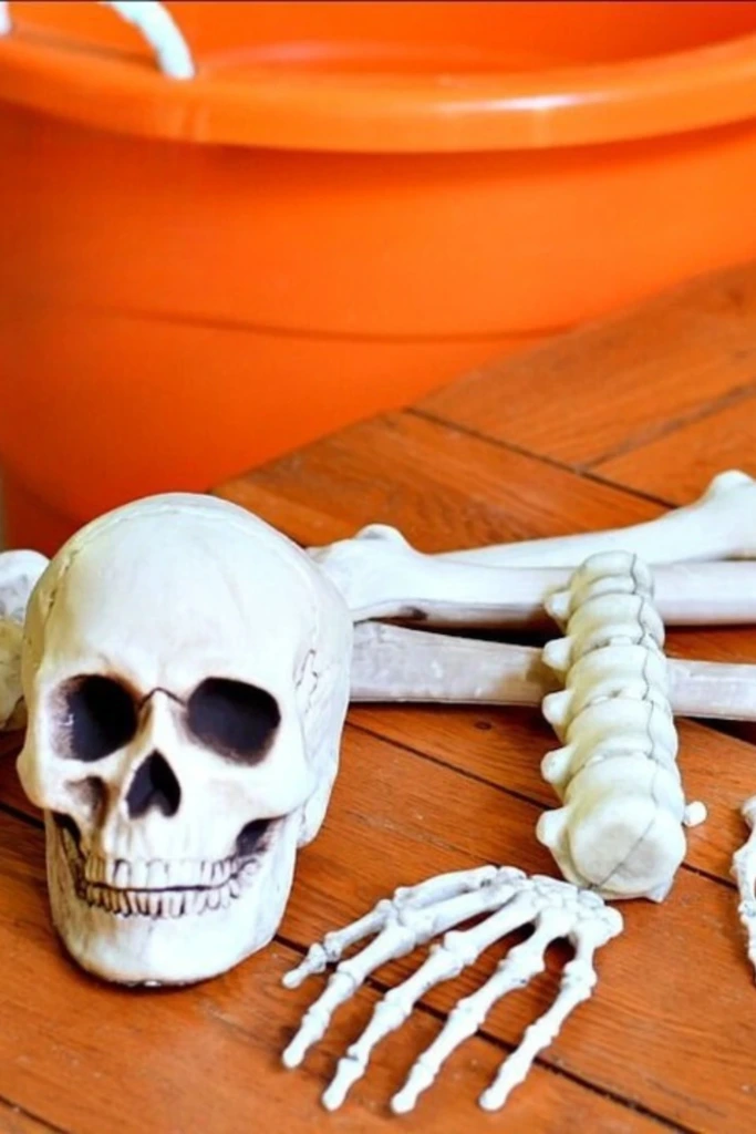 Skeleton Scavenger Hunt