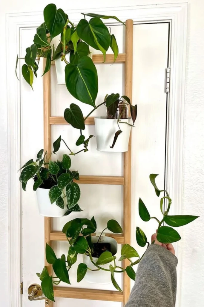 Plant Ladder