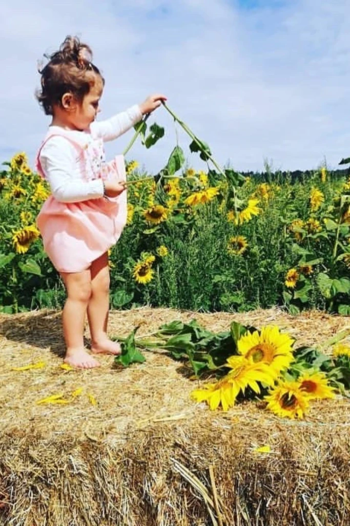 Sunflower Field Play