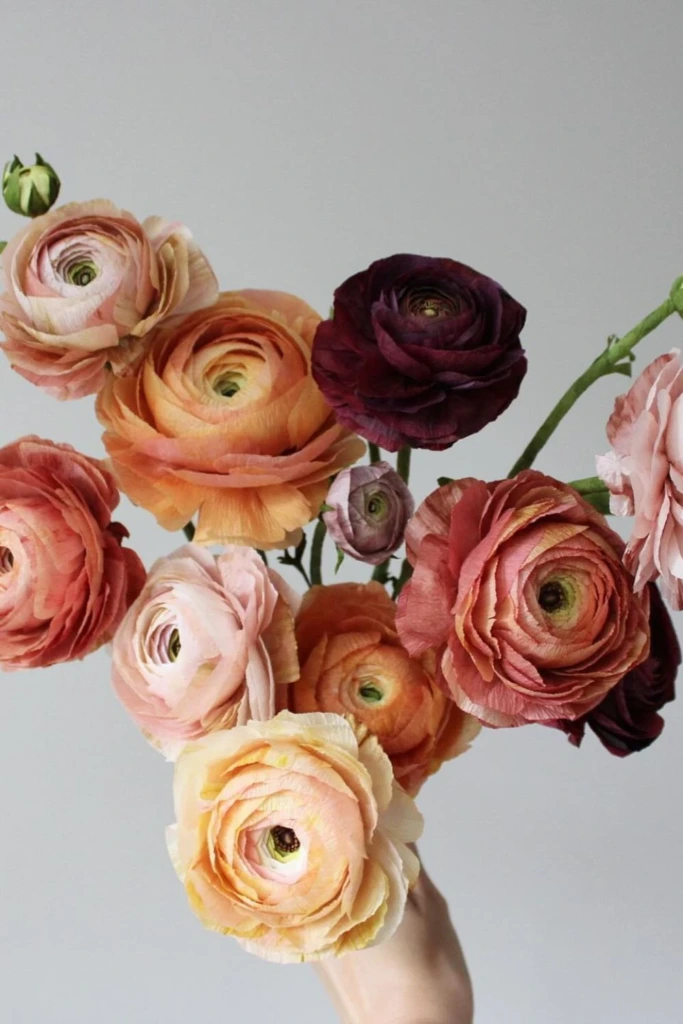 Realistic Ranunculus