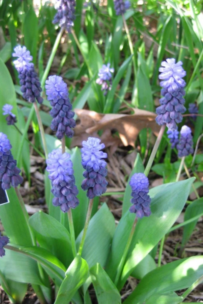 10. Grass Tray with Mini Hyacinths