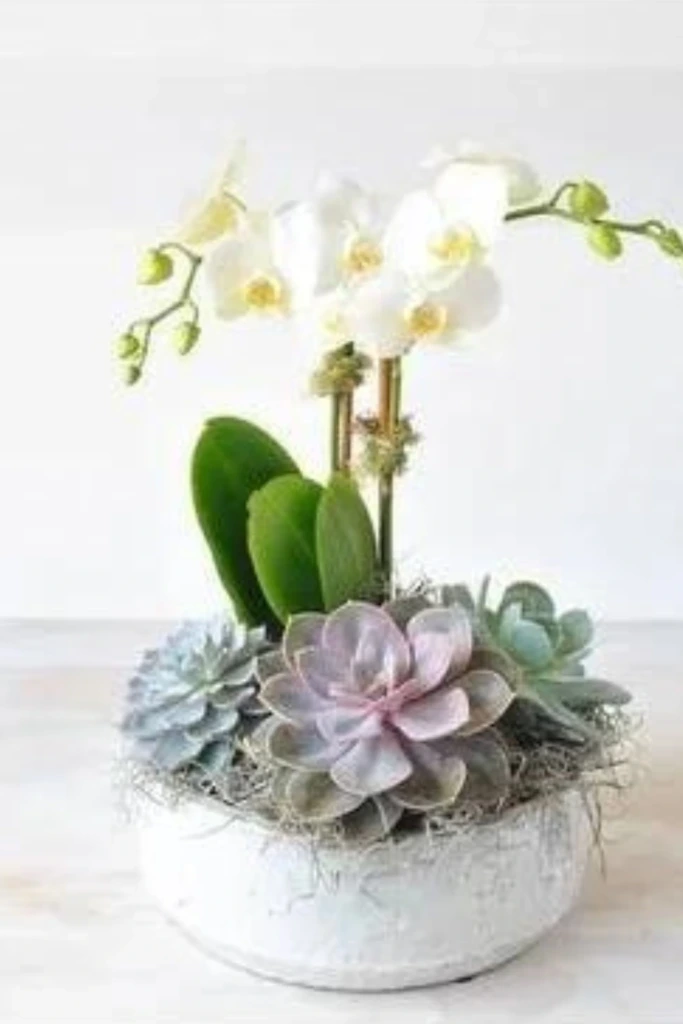 12. Sweet Homespun Succulent Oasis