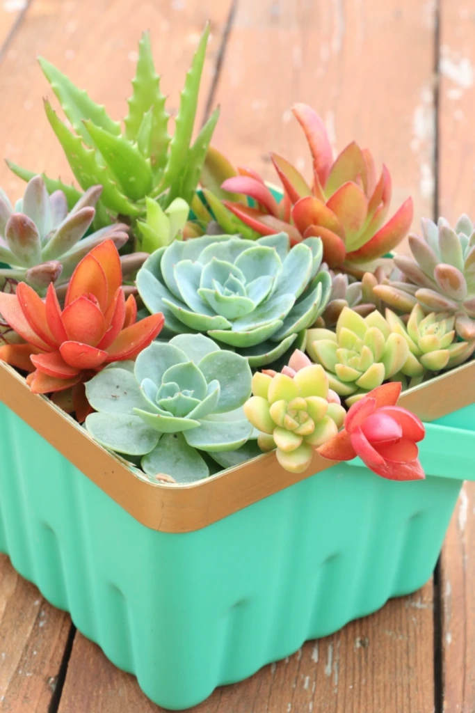 26. Succulent Garden in a Basket