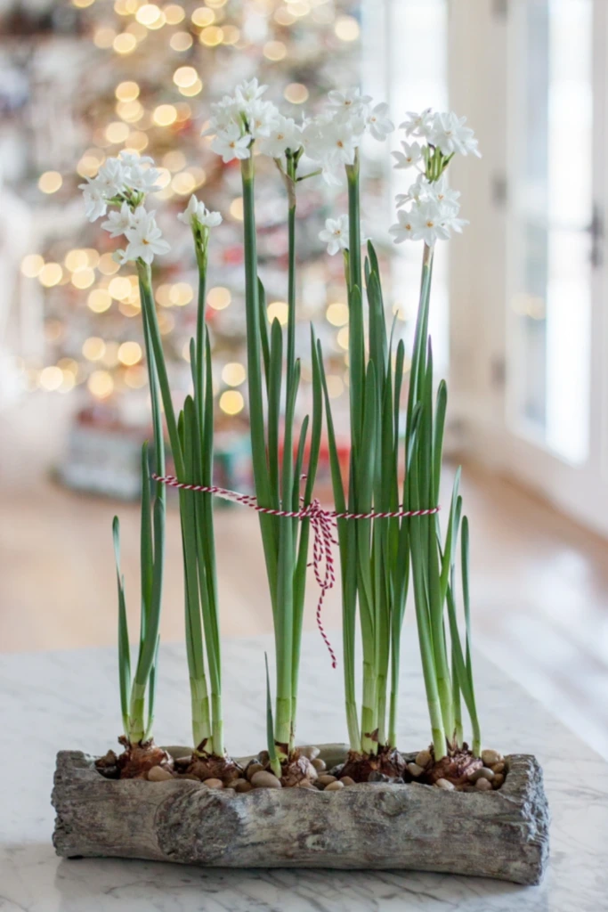 28. Tall Paperwhite Flower in Glass Vase